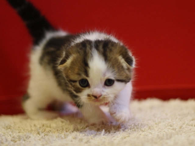 スコティッシュフォールドの子猫画像