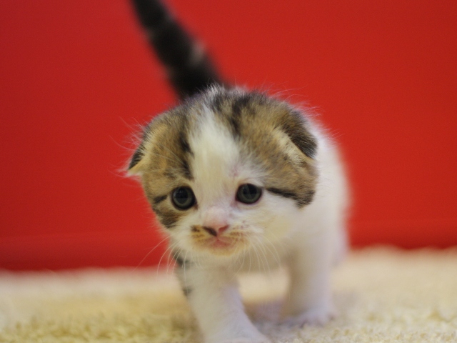 スコティッシュフォールドの子猫画像