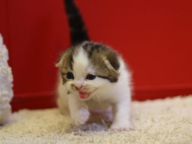 スコティッシュフォールドの子猫画像