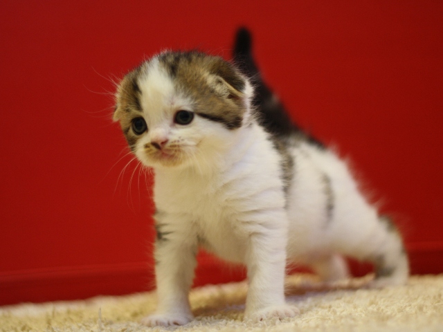 スコティッシュフォールドの子猫画像