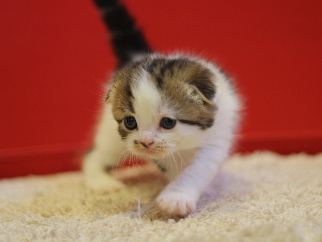スコティッシュフォールドの子猫画像