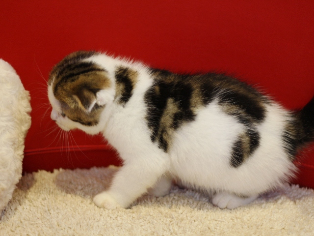 スコティッシュフォールドの子猫画像