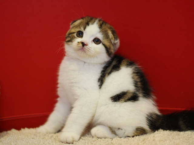 スコティッシュフォールドの子猫画像