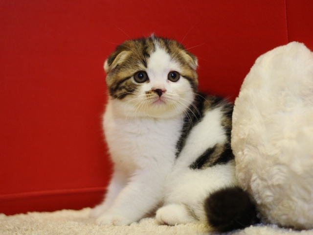 スコティッシュフォールドの子猫画像