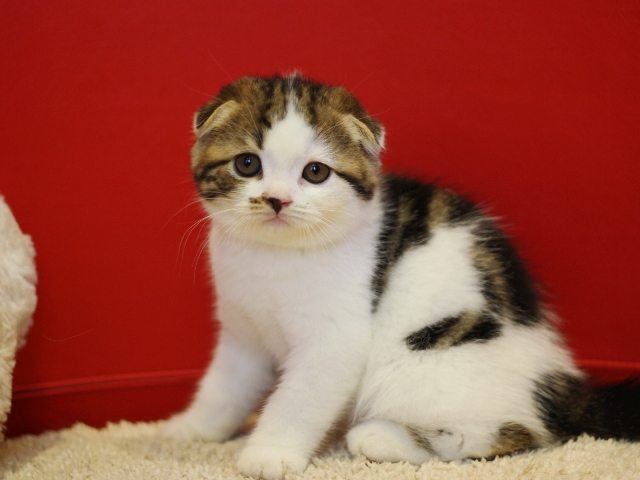 スコティッシュフォールドの子猫画像