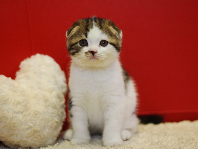 スコティッシュフォールドの子猫画像