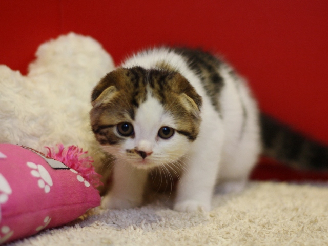 スコティッシュフォールドの子猫画像