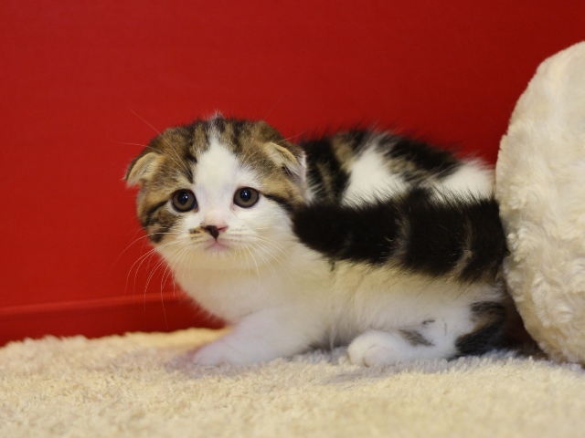スコティッシュフォールドの子猫画像