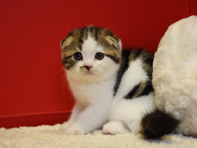 スコティッシュフォールドの子猫画像