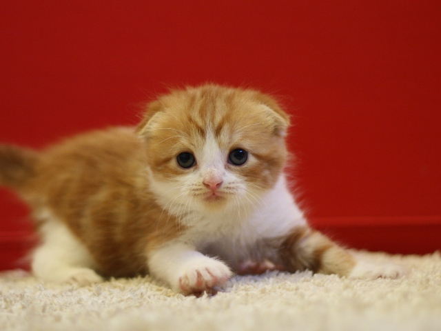 スコティッシュフォールドの子猫画像
