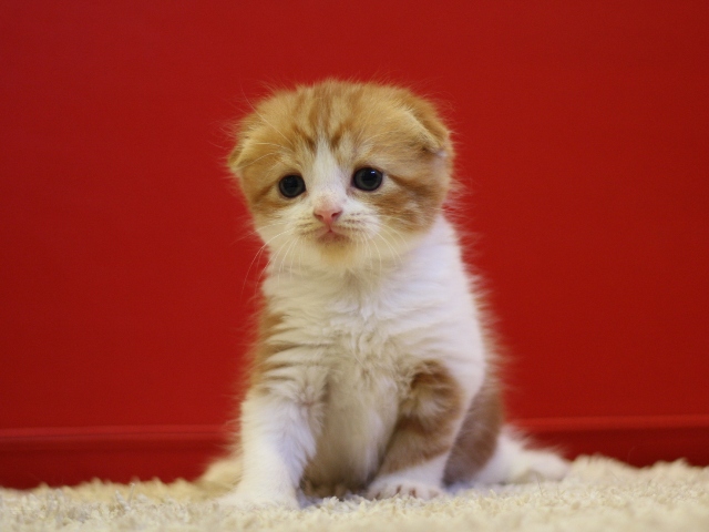 スコティッシュフォールドの子猫画像