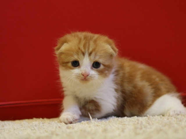 スコティッシュフォールドの子猫画像