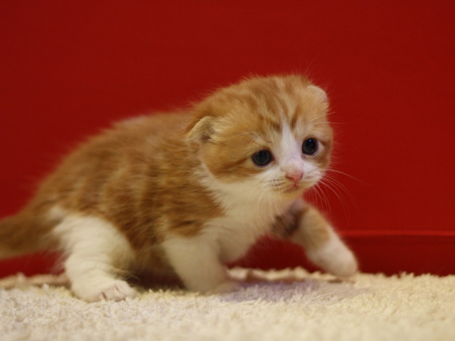 スコティッシュフォールドの子猫画像