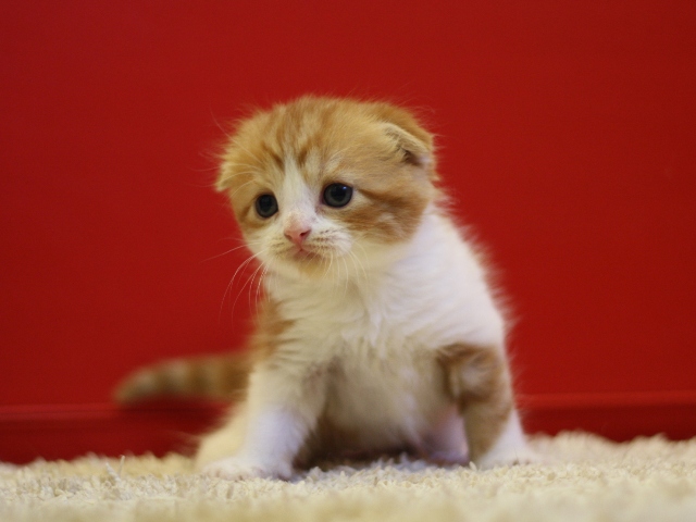 スコティッシュフォールドの子猫画像