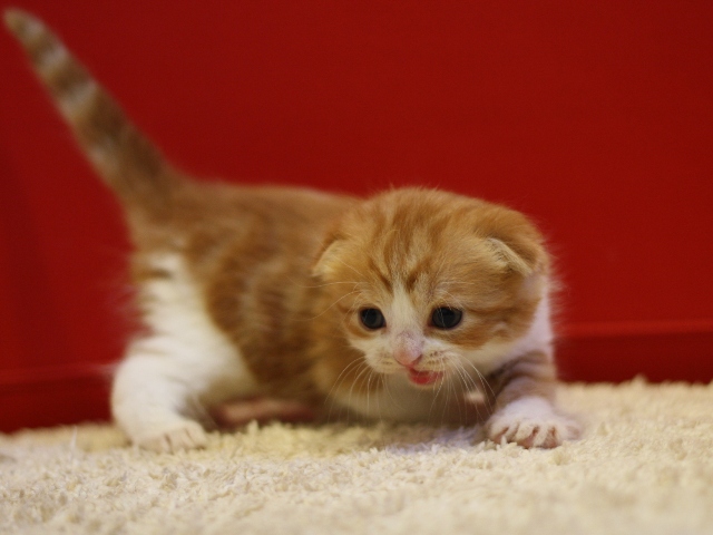 スコティッシュフォールドの子猫画像