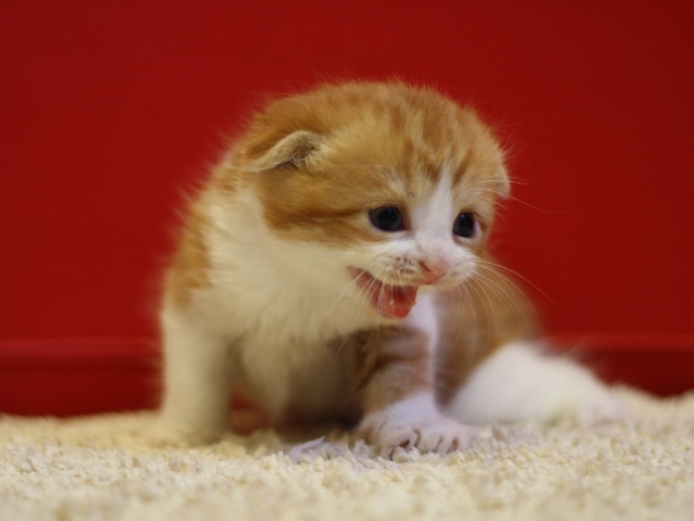 スコティッシュフォールドの子猫画像