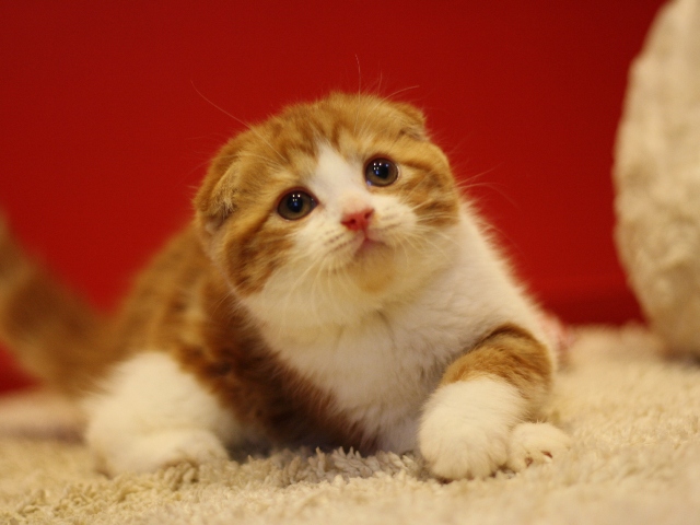 スコティッシュフォールドの子猫画像