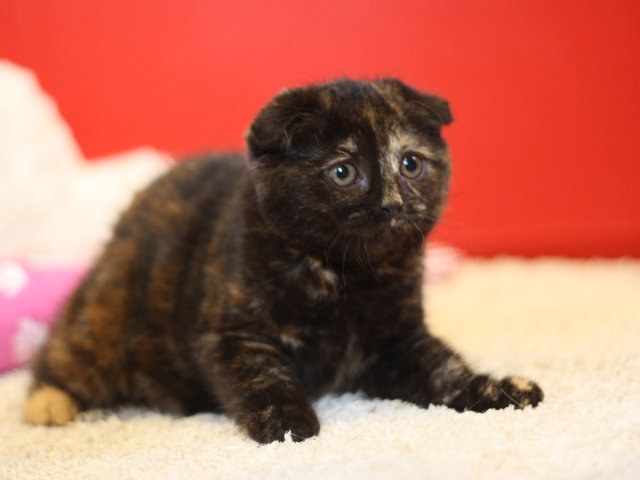 スコティッシュフォールドの子猫画像