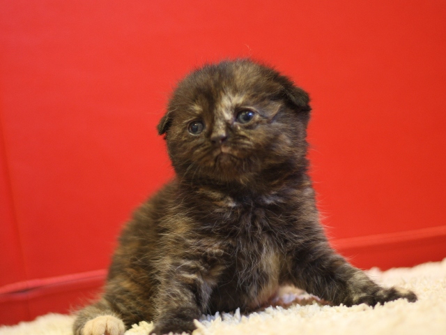 スコティッシュフォールドの子猫画像