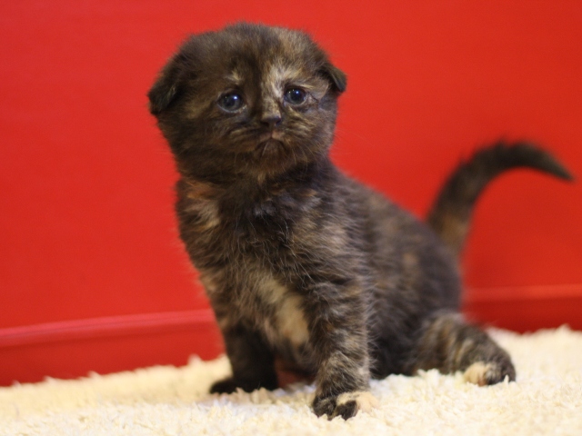 スコティッシュフォールドの子猫画像