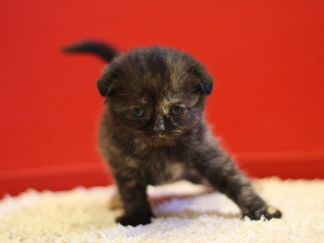 スコティッシュフォールドの子猫画像