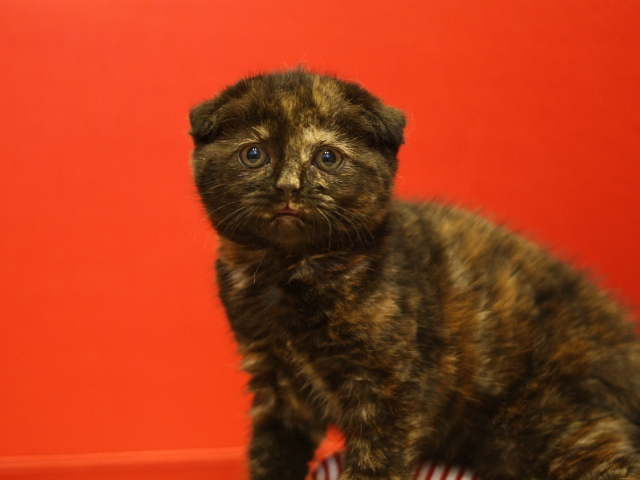 スコティッシュフォールドの子猫画像