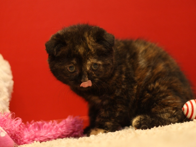 スコティッシュフォールドの子猫画像