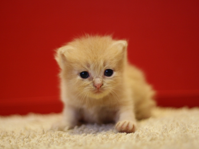 スコティッシュフォールドの子猫画像