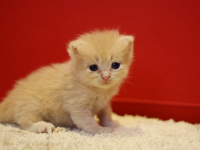 スコティッシュフォールドの子猫画像