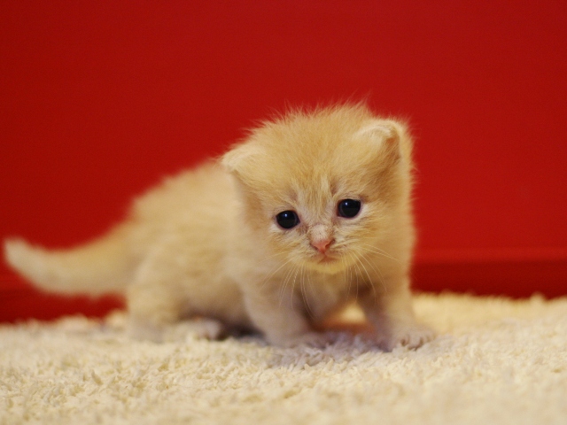 スコティッシュフォールドの子猫画像