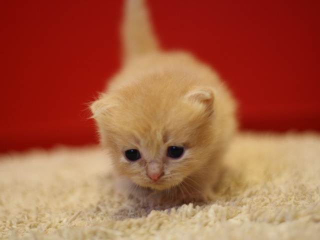 スコティッシュフォールドの子猫画像
