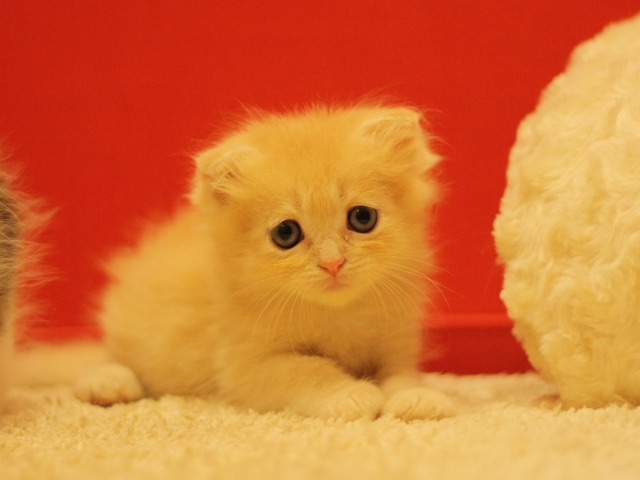 スコティッシュフォールドの子猫画像
