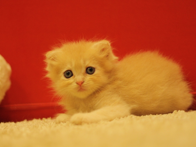 スコティッシュフォールドの子猫画像