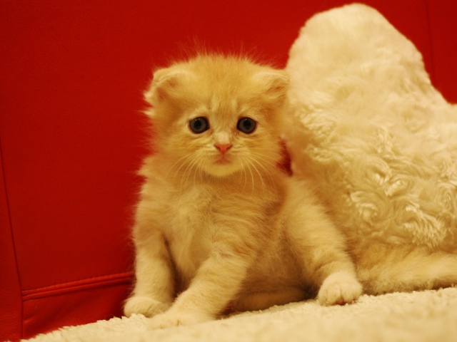 スコティッシュフォールドの子猫画像