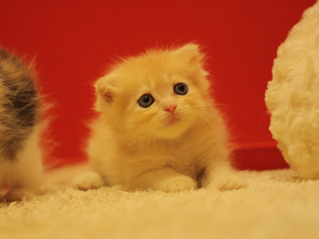 スコティッシュフォールドの子猫画像