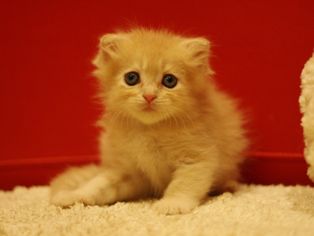 スコティッシュフォールドの子猫画像