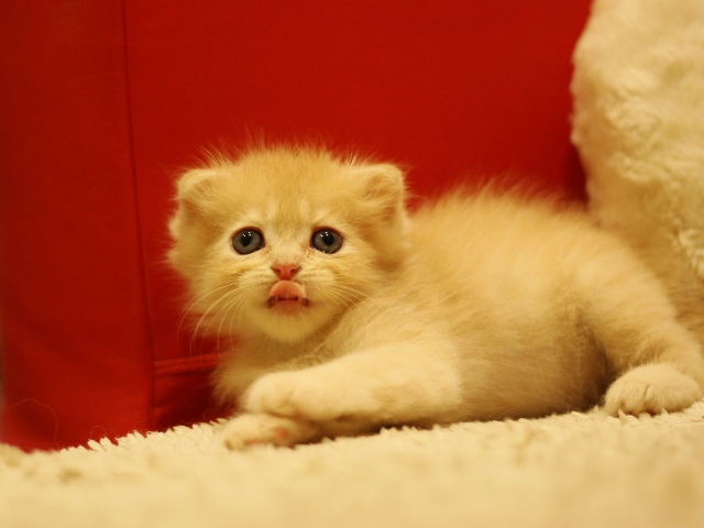 スコティッシュフォールドの子猫画像