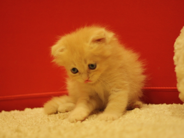 スコティッシュフォールドの子猫画像