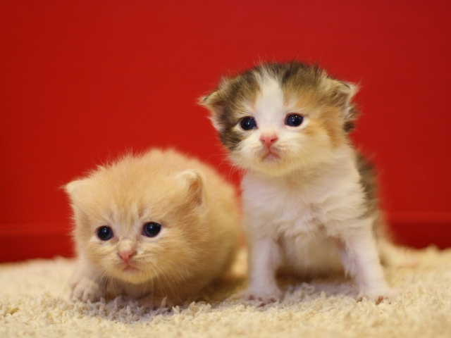 スコティッシュフォールドの子猫画像