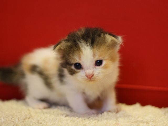 スコティッシュフォールドの子猫画像
