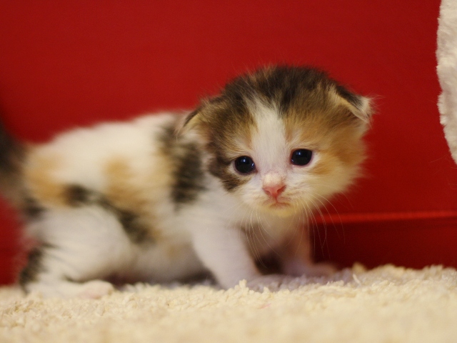 スコティッシュフォールドの子猫画像