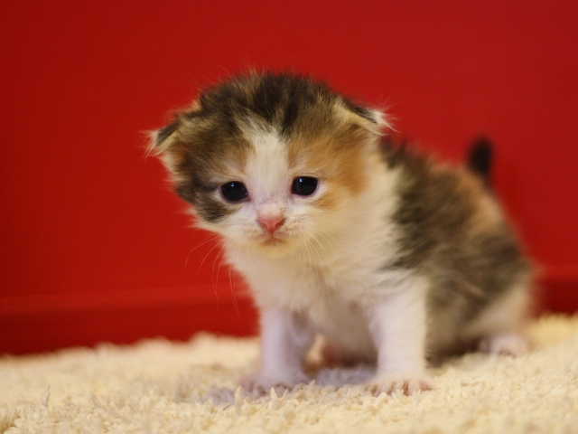 スコティッシュフォールドの子猫画像
