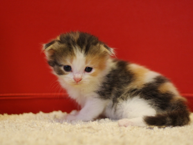 スコティッシュフォールドの子猫画像