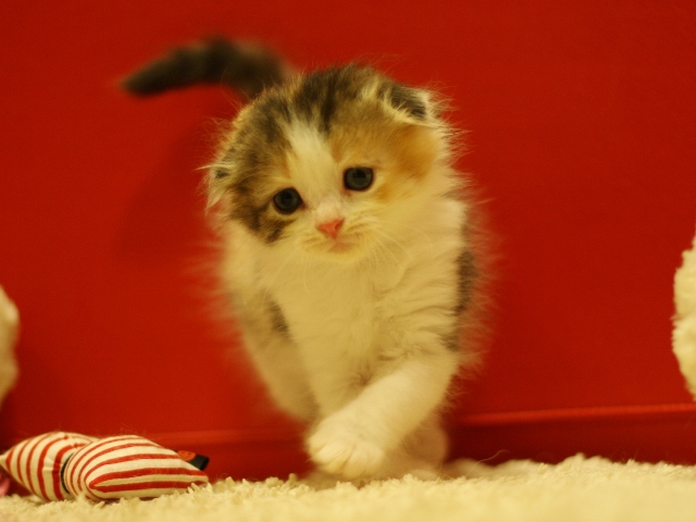 スコティッシュフォールドの子猫画像