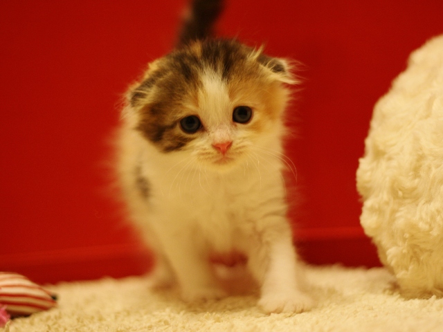 スコティッシュフォールドの子猫画像