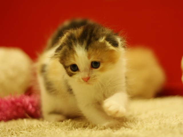 スコティッシュフォールドの子猫画像