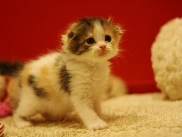 スコティッシュフォールドの子猫画像