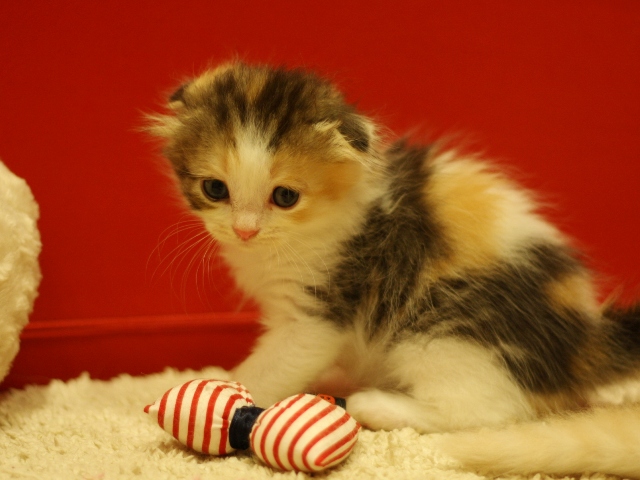 スコティッシュフォールドの子猫画像