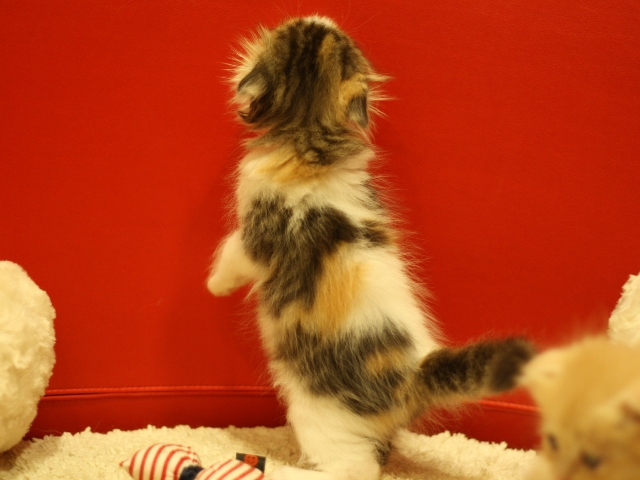 スコティッシュフォールドの子猫画像