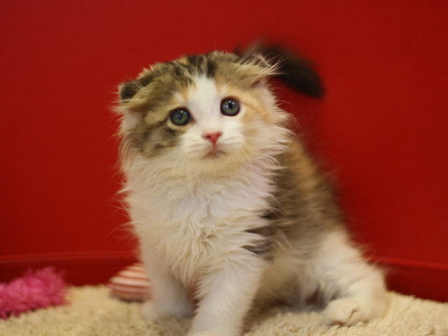 スコティッシュフォールドの子猫画像